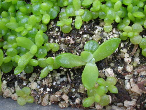 Pachyphytum от семена снимка на разсад на възраст 3 месеца