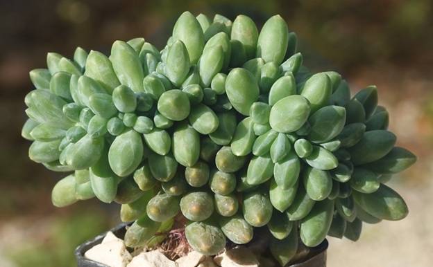Pachyphytum Compact