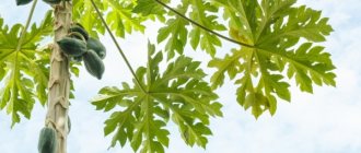 البابايا - نبات مشابه لشجرة النخيل بأوراق منحوتة