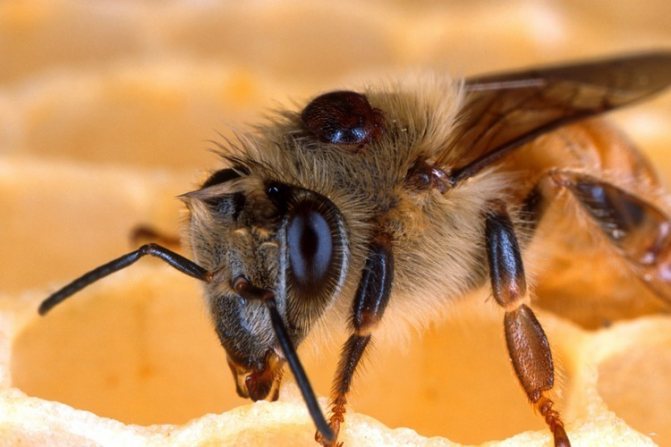 Макро снимка на пчела