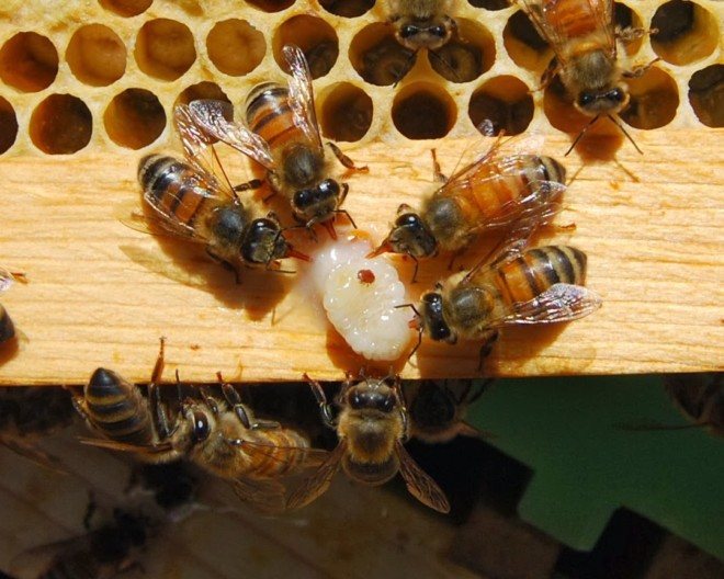 Пчели