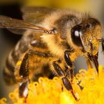 فترة حياة النحلة
