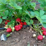 Плодоносни ягодови храсти кралица Елизабет-2