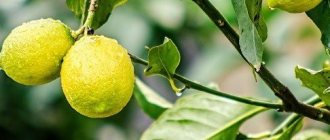 لماذا تتساقط أوراق الليمون وكيفية التعامل معها