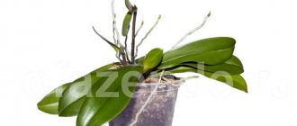 Защо корените на орхидея изсъхват и надничат от саксията? Сигнал, че е време да се предприемат действия