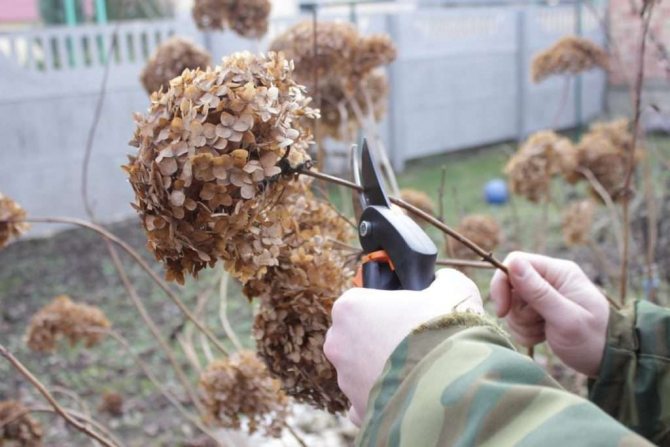 Подготовка на хортензии за зимуване - практическо ръководство за начинаещи градинари