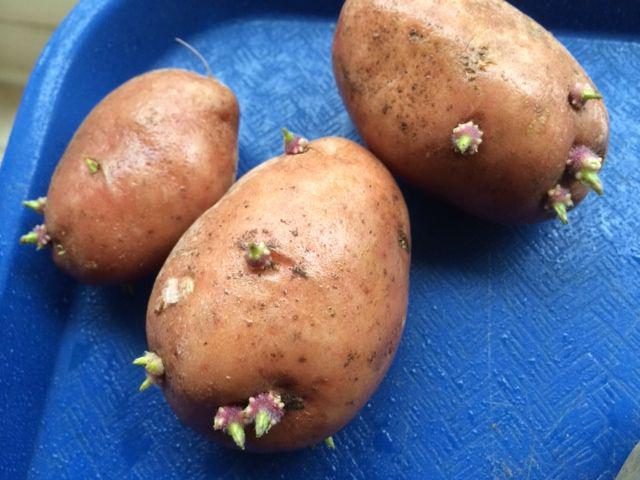 подготовка на картофи за засаждане през пролетта