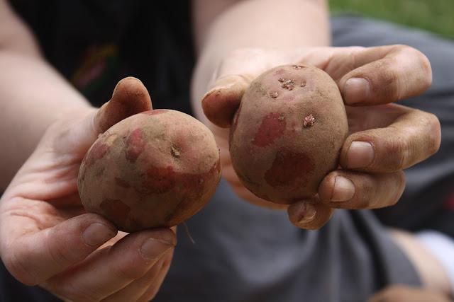 подготовка на земята за засаждане на картофи