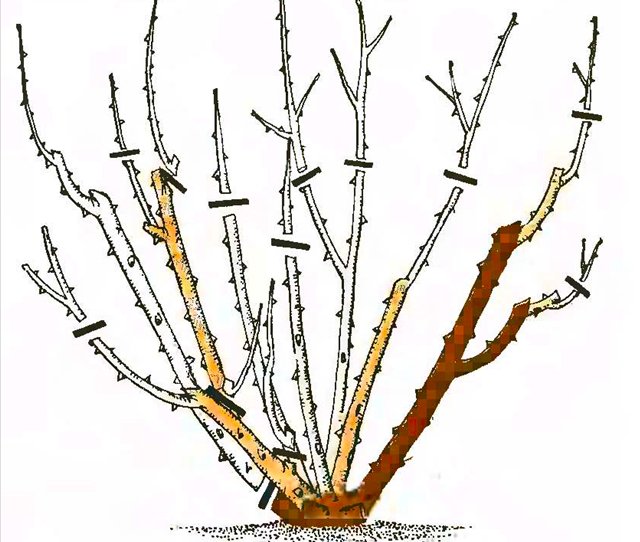تقليم الورود Polyanthus