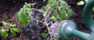 Поливане на домати в оранжерия