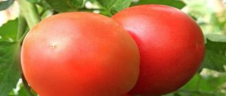 طماطم سوات