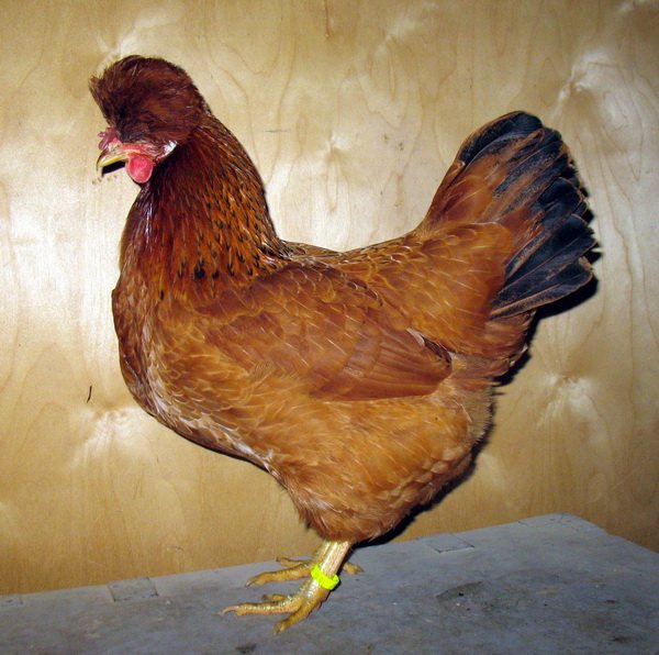 Пилешка порода Руско чубато пиле