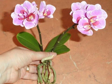 Засаждане на мини орхидеи