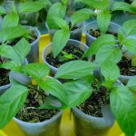 زرع بذور الفلفل للشتلات في المنزل: قواعد البذر