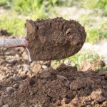 След прибиране на реколтата внимателно изкопайте земята, разбийте големи буци с лопата и напойте лехите