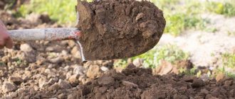 След прибиране на реколтата, внимателно изкопайте земята, разбийте големи буци с лопата и напойте лехите