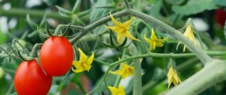 Правила за обработка на домати на открито
