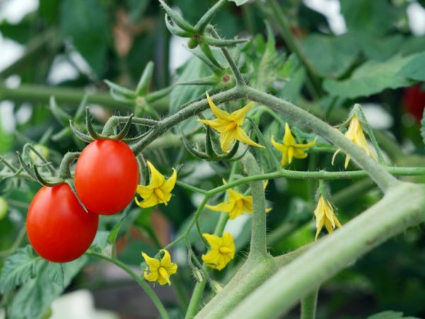 Правила за обработка на домати на открито