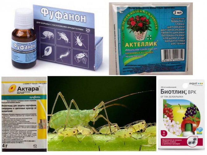 Препарати срещу листни въшки и гъсеници