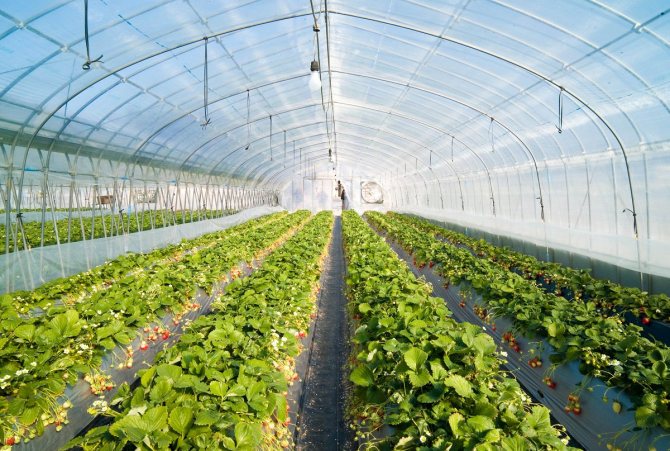 في وجود معدات التدفئة ، يمكن زراعة الفراولة في الدفيئة في الخريف.