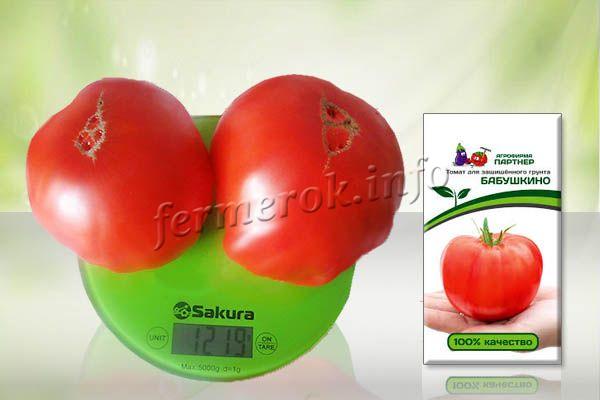 При правилна грижа, навременно хранене, доматът на Бабушкино може да нарасне до 1 кг!