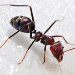 عمر النمل من مختلف الأنواع وفي ظروف مختلفة