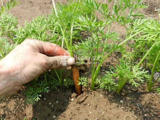 Изтъняващи насаждения от моркови на открито