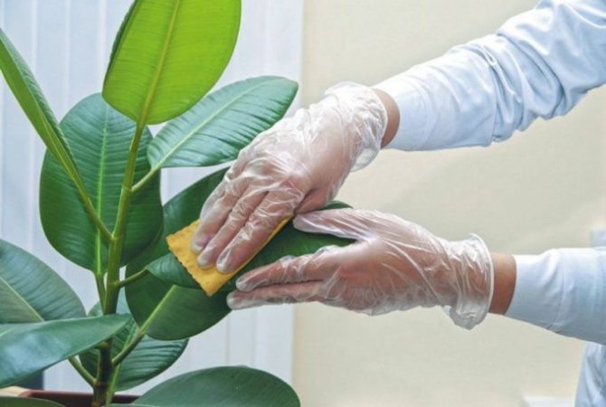 Триене на растения от насекоми