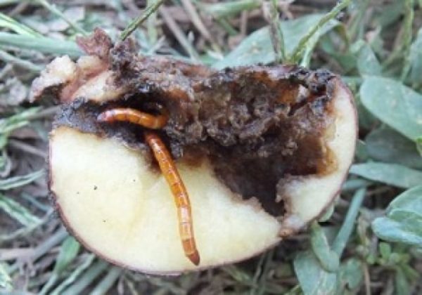 Телен червей в картофи