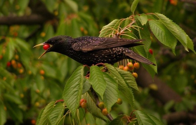 Пет ефективни начина да държите птиците далеч от посевите