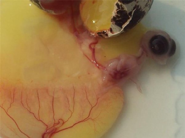 Счупено яйце с ембрион