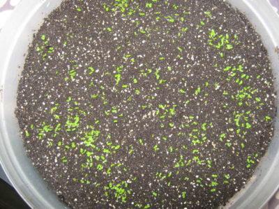 Размножаване у дома: отглеждане на глоксиния от семена
