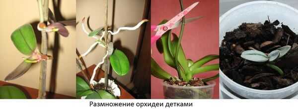 Размножаване на орхидеи Дъщерни розетки