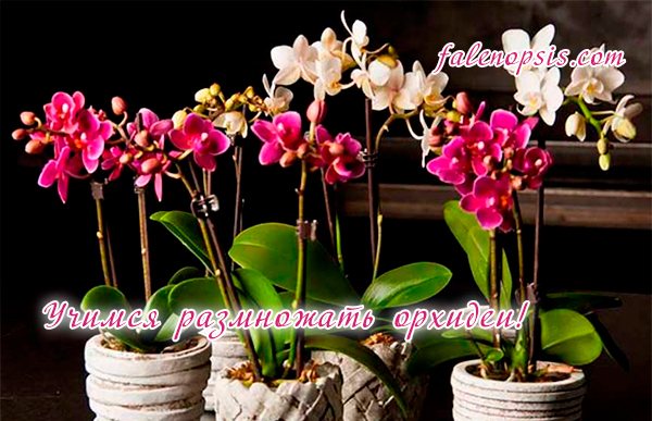 Размножаване на орхидеи у дома