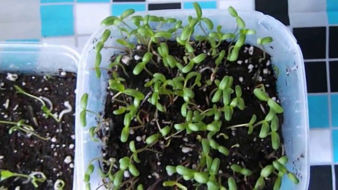 размножаване на пиретрум със семена