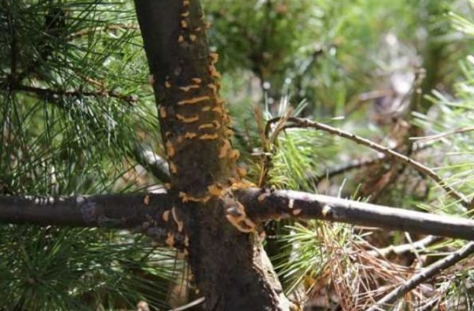 فطر الصدأ - العدو الرئيسي لأشجار الصنوبر في ويموث