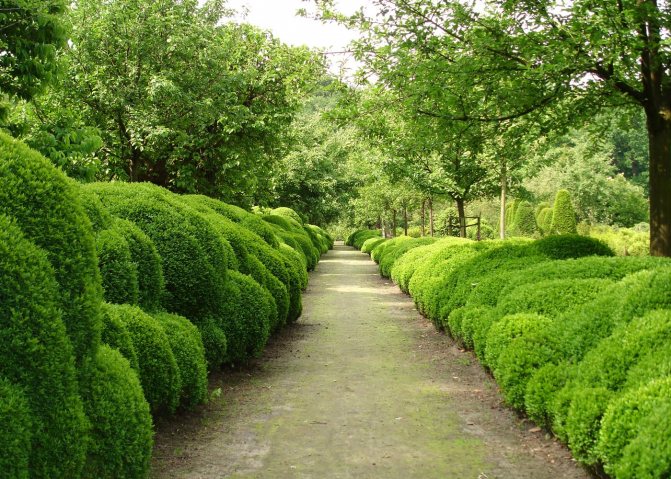 Boxwood هو نبات تحوط مشهور