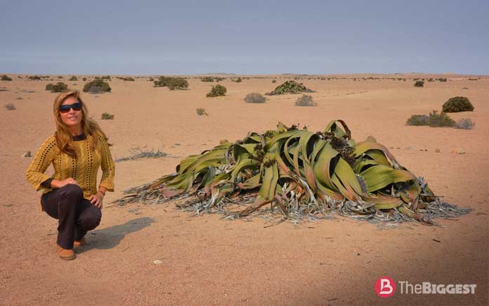 Най-големи растения: Welwitschia mirabilis