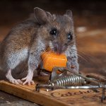 يُعتقد أن الجرذان والفئران تحب الجبن أكثر من غيرها ، ولكن دعنا نرى ما إذا كان هذا صحيحًا وأي الطُعم يعمل بشكل أفضل في الممارسة ...