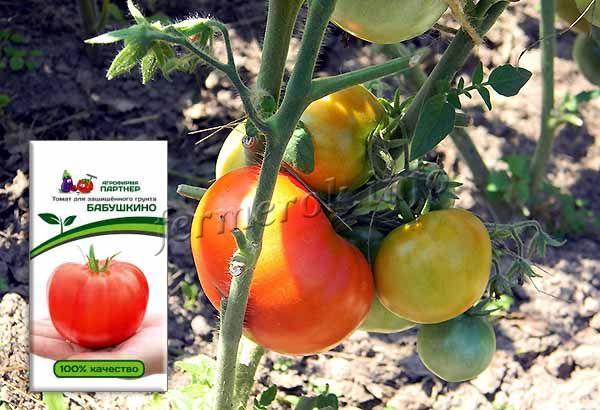 يجب شراء بذور الطماطم Babushkino من محبي الصنف والمربين ، حيث لا يتم بيعها تقريبًا في المتاجر