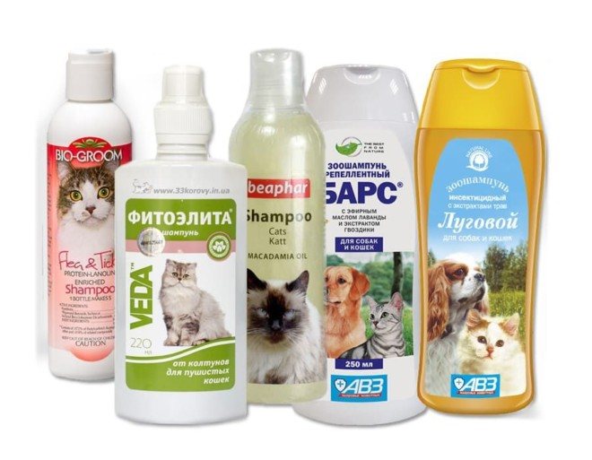 TOP 10 Syampu Terbaik untuk Kucing dan Kucing   ubat kutu hijau