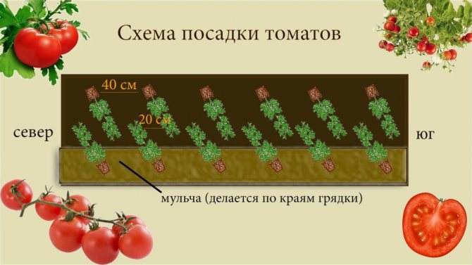 схема за засаждане на домати