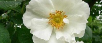 ثمر الورد الأبيض