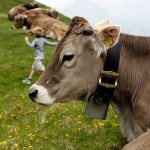 الأبقار السويسرية تستريح