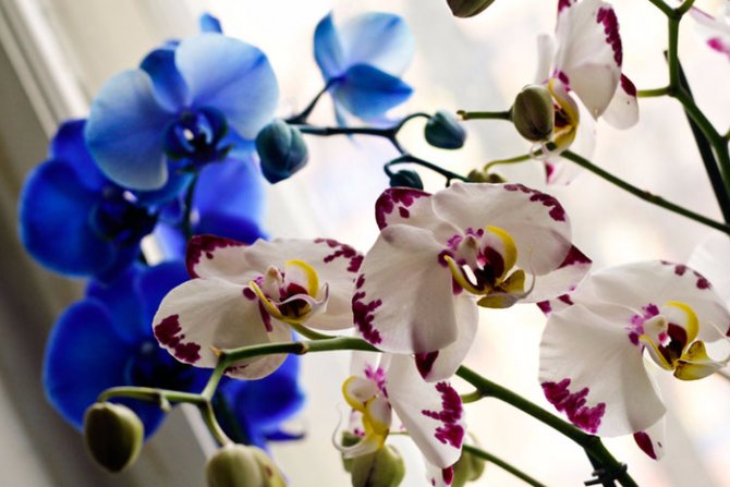 Снимка на синя орхидея
