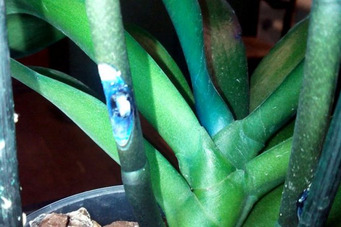 Синя орхидея оцветена или не