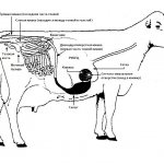 Храносмилателна система на крава