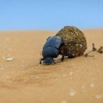 Scarab-beetle-insect-description-features-lifestyle-and-habitat-of-scarab-2
