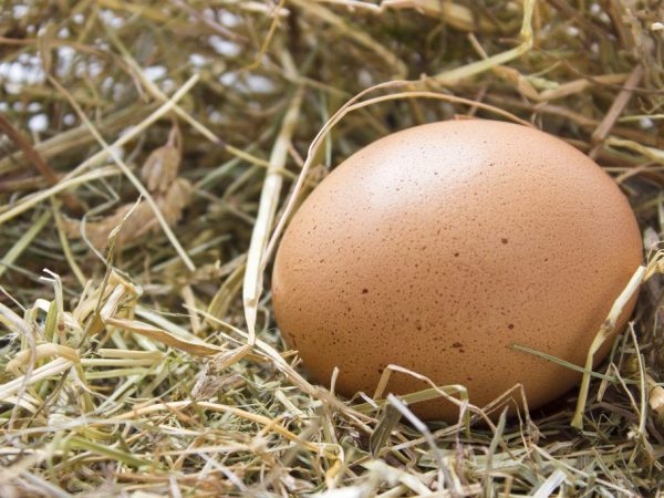 إعياء الغطاء النباتي صخرة  كم غرام تزن بيضة دجاج: بدون قشرة ، نيئة ، مسلوقة ومسلوقة ، وزن الصفار  والبروتين ، القيمة حسب الفئة