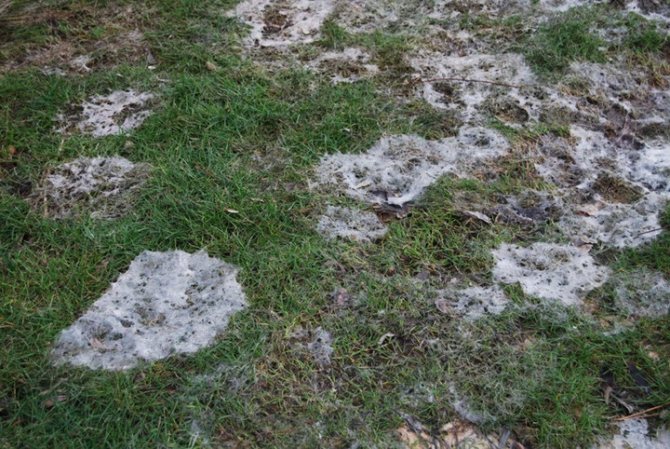 يمكن تجنب العفن الثلجي عن طريق معالجة العشب بمبيد الفطريات مكسيم في الخريف.